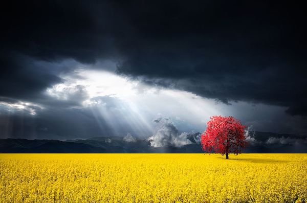 Hamiti, Bess 작가의 A Red Tree In The Canola Meadow 작품