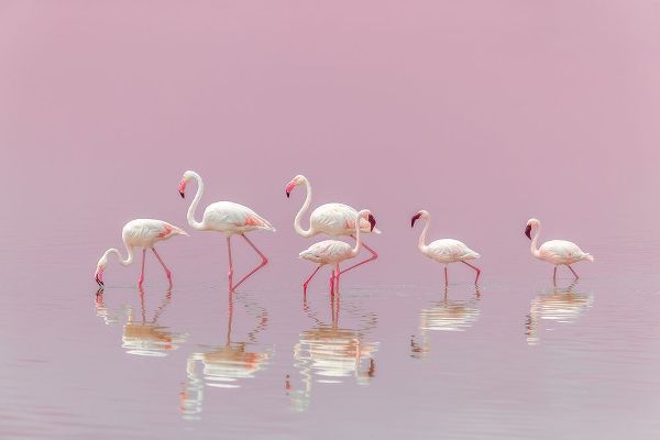 Itoyama, Eiji 작가의 Flamingos 작품