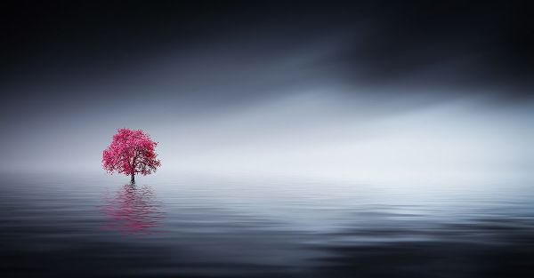 Hamiti, Bess 작가의 Pink Tree At Lake 작품