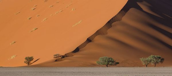 Marchegiani, Roberto 작가의 Dune 작품
