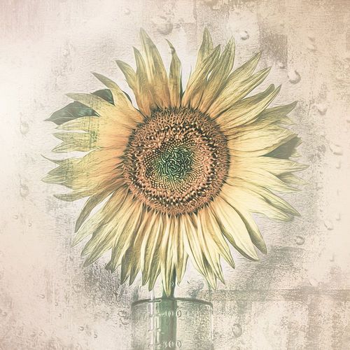 Kaufmann, Kerstin 아티스트의 Sunflower작품입니다.