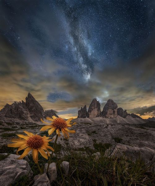 Ghizzi Panizza, Alberto 작가의 Even The Flowers Seem To Be Fascinated By The Stars 작품