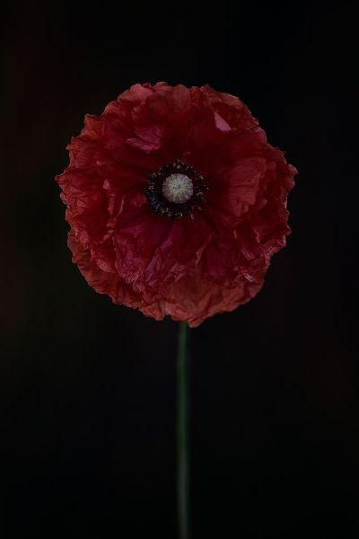 Gronkjar, Lotte 아티스트의 One Red Poppy작품입니다.