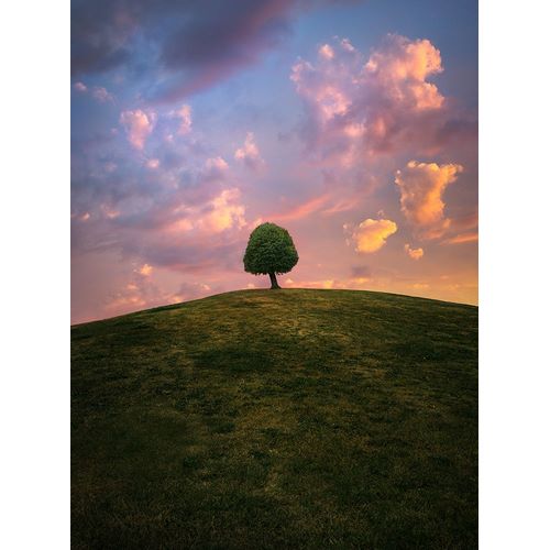 Lindsten, Christian 작가의 Tree On Hill During Sunset 작품