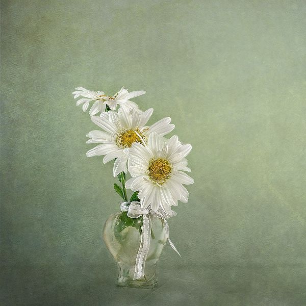 Gray, Gaille 아티스트의 3 White Daisies작품입니다.