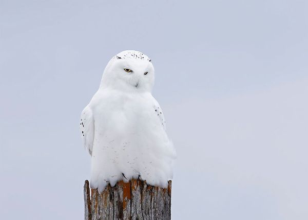 Cumming, Jim 작가의 Snowy Owl - The Ghost 작품
