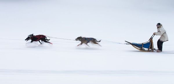 Chang, Cheng 작가의 Sled Dogs Race - 1 작품