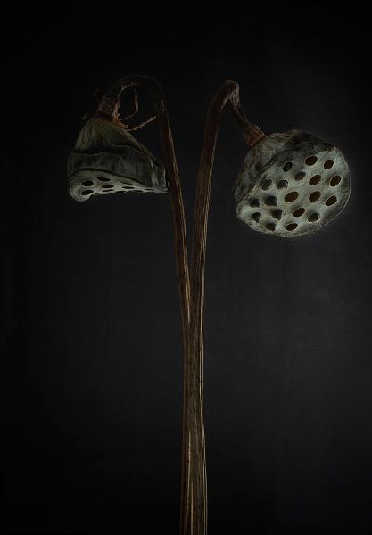 Gronkjar, Lotte 아티스트의 Lotus Heads - Dried작품입니다.