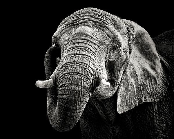 Meermann, Christian 작가의 African Elephant 작품