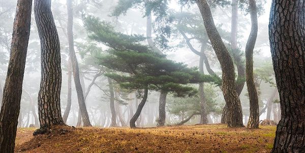 Ryu, Jaeyoun 작가의 In The Misty Pine Forest 작품
