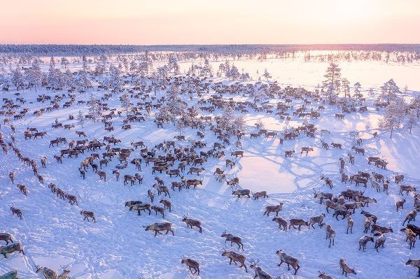 Minar, Patrik 작가의 North Of Russia - Wilde Reindeers 작품