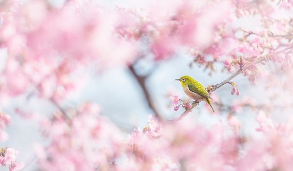 Suzuki, Takashi 작가의 Cherry-Blossom Color 작품