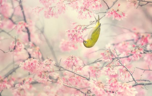 Suzuki, Takashi 작가의 Cherry-Blossom Color 작품