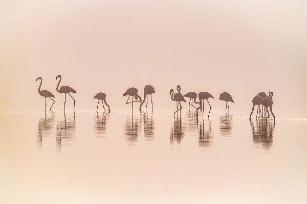C. Sink, Jeffrey 작가의 Flamingos In The Mist 작품