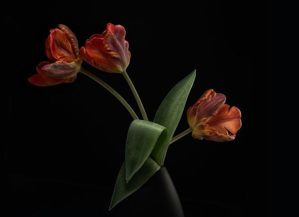 Gronkjar, Lotte 작가의 Tulips In Vase 작품