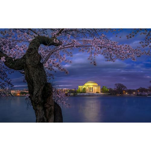 Zhu, Hua 작가의 Cherry Blossoms Around The Jefferson Memorial 작품