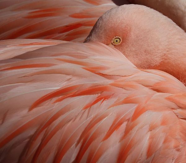 Wechsler, Robin 작가의 Portrait Of A Pink Flamingo 작품