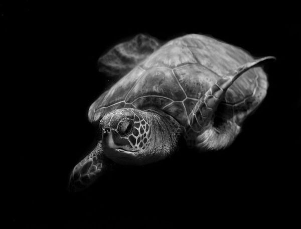 Wechsler, Robin 작가의 Portrait Of A Sea Turtle In Black And White 작품