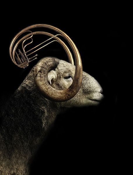 Hummel, Jeffrey 아티스트의 Big Horn Sheep작품입니다.