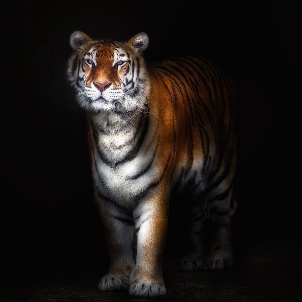 Pascual Buye, Santiago 작가의 Tiger Portrait Ii 작품