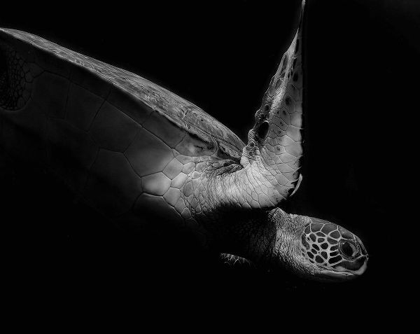 Wechsler, Robin 작가의 Portrait Of A Sea Turtle In Black And White 2 작품