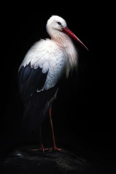 Pascual Buye, Santiago 작가의 White Stork Portrait 작품