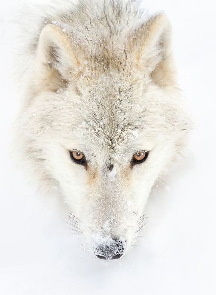 Cumming, Jim 작가의 Arctic Wolf Closeup 작품