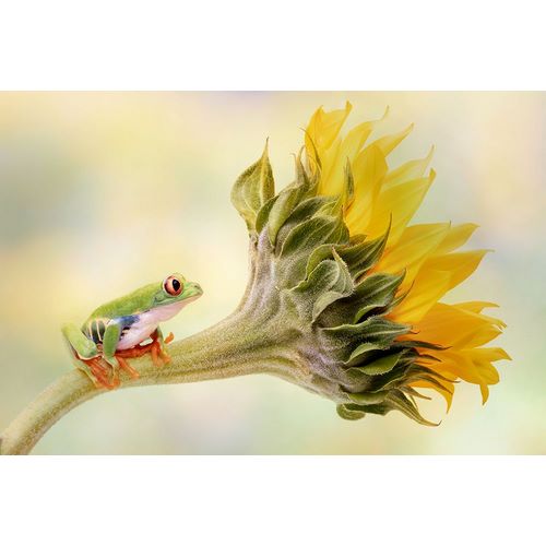 D Lester, Linda 작가의 Red Eyed Tree Frog On A Sunflower 작품