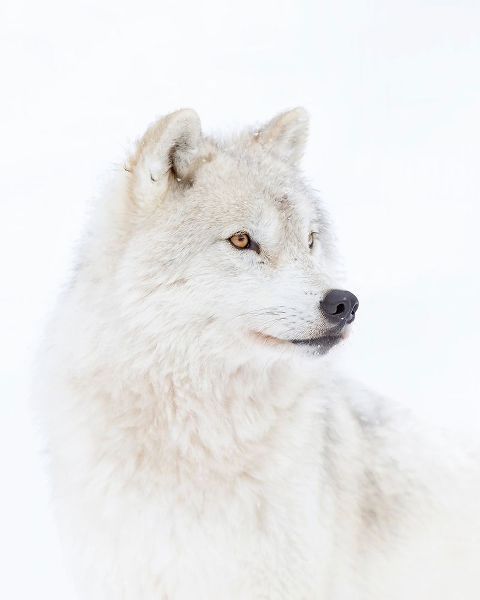 Cumming, Jim 작가의 Portrait Of An Arctic Wolf 작품