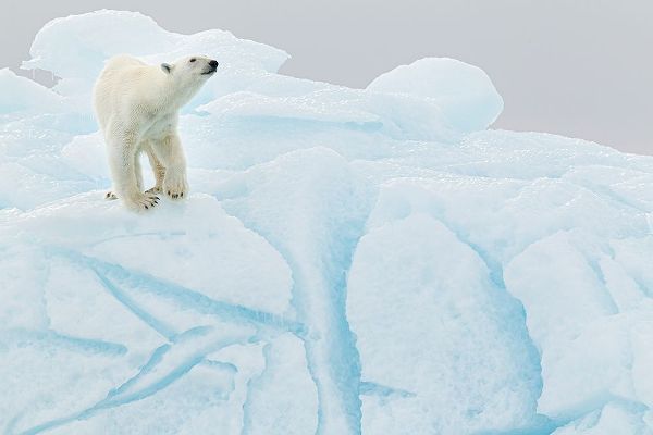 Gil Raga, Joan 작가의 Polar Bear On Iceberg 작품