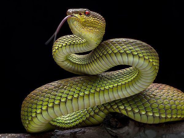 Maududdin, Fauzan 작가의 Golden Venomous Viper Snake 작품