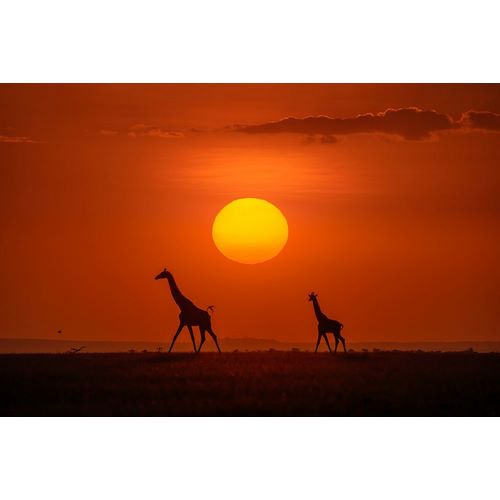 Zhu, Hua 작가의 Giraffes In The Sunset 작품