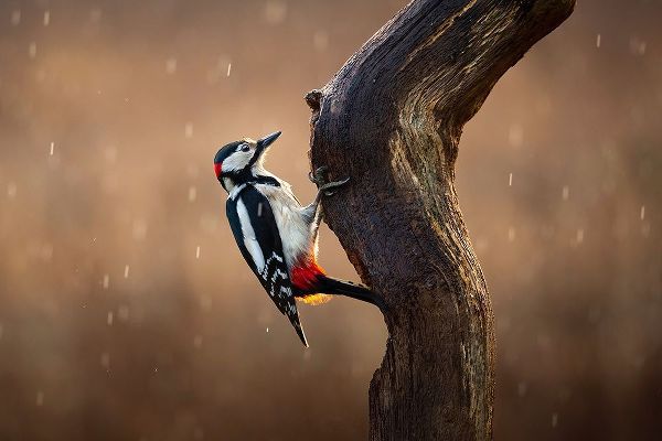 O Mahony, Kieran 작가의 Woodpecker In The Rain 작품
