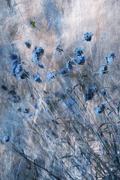 Devos, Delphine 아티스트의 Blue Flowers작품입니다.