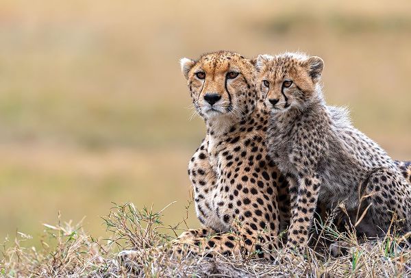 Fischer, Jie 작가의 Cheetah Cub With  Mom 작품