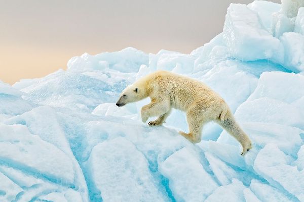Gil Raga, Joan 작가의 Polar Bear At Svalbard 작품