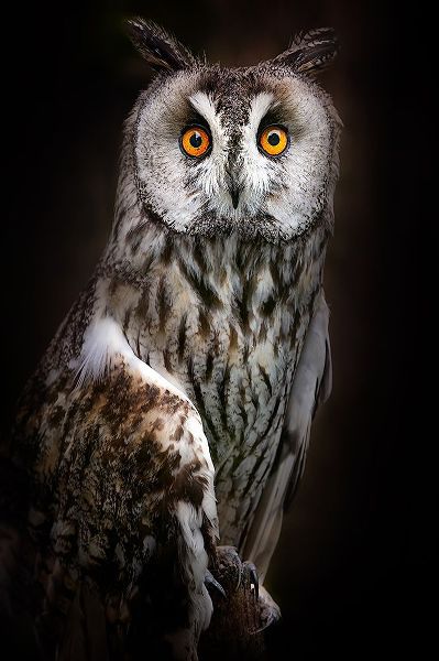 Pascual Buye, Santiago 작가의 Long-Eared Owl Portrait 작품