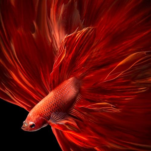 Bunjamin, Antonyus 아티스트의 Red Fire Bettafish작품입니다.