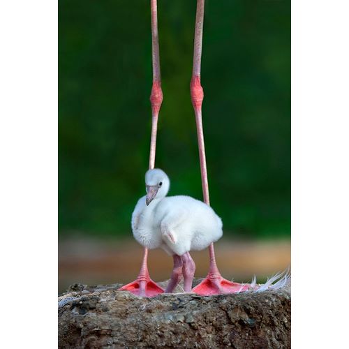 Ortega, Xavier 아티스트의 Caribbean Flamingo Chick작품입니다.