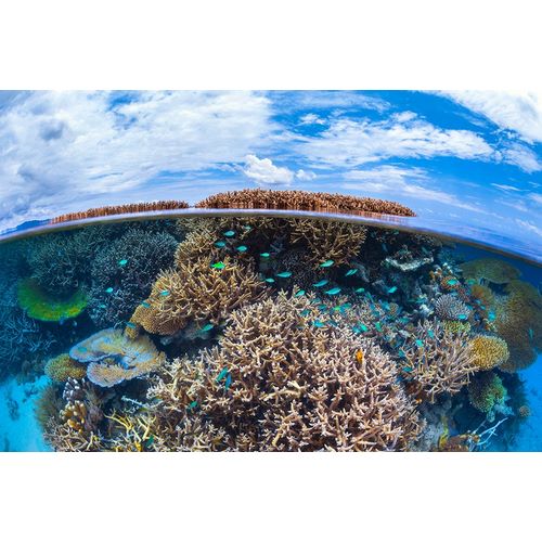 Gabriel, Barathieu 작가의 Split Level From Mayotte Reef 작품