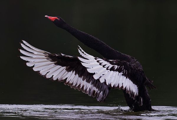 Tjandra, C.S. 작가의 Black Swan 작품