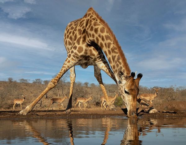 D Lester, Linda 작가의 Giraffe Having A Drink 작품
