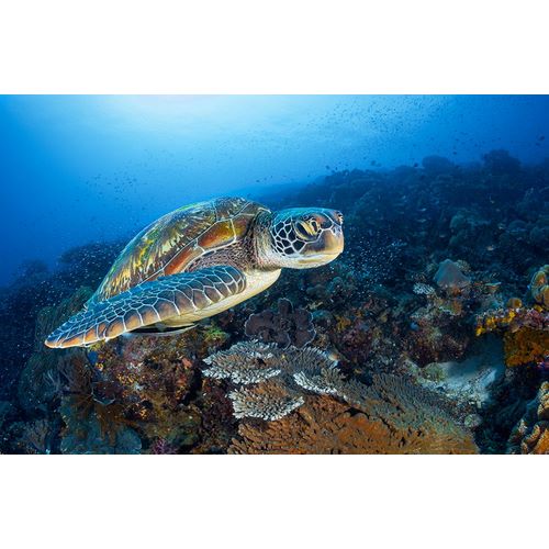 Gabriel, Barathieu 작가의 Green Sea Turtle From Raja Ampat 작품