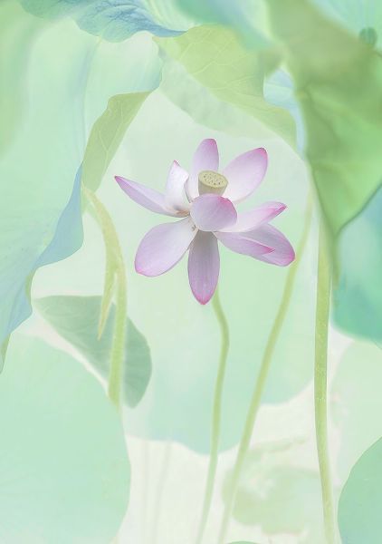 L., Binbin 아티스트의 Lotus Flower작품입니다.