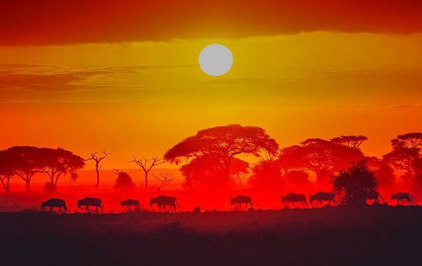 C. Sink, Jeffrey 아티스트의 Amboseli Sunrise작품입니다.
