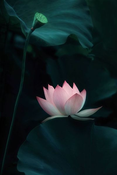 W., Catherine 작가의 Lotus Flower 작품