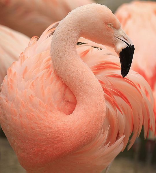 Wechsler, Robin 작가의 Portrait Of A Pink Flamingo 작품