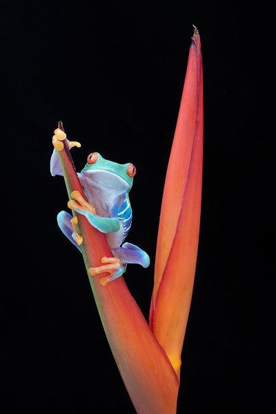 D Lester, Linda 아티스트의 Red Eyed Tree Frog on a Tropical Flower작품입니다.