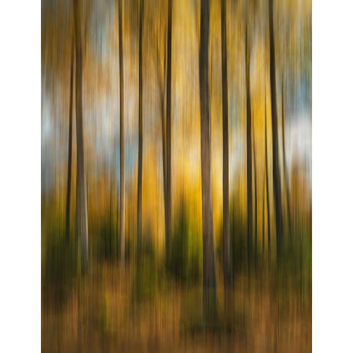 Lindsten, Christian 아티스트의 Autumn Forest Shaky작품입니다.