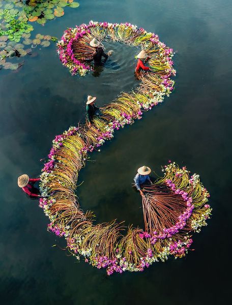 Tan Tuan, Nguyen 아티스트의 Harvesting water lilies v15작품입니다.